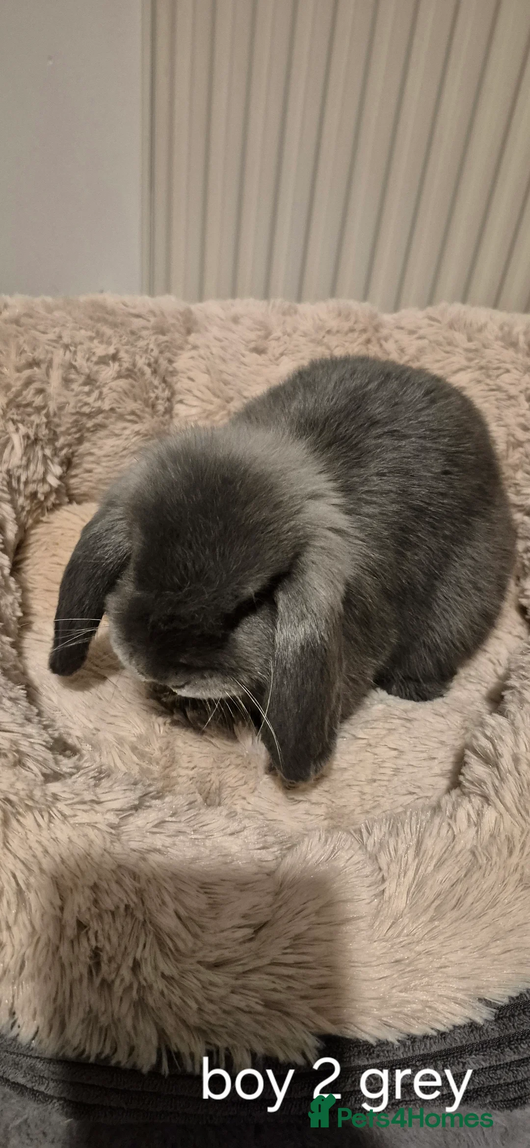 Mixed Breed rabbits for sale: 10 week old rabbits - Advert 2