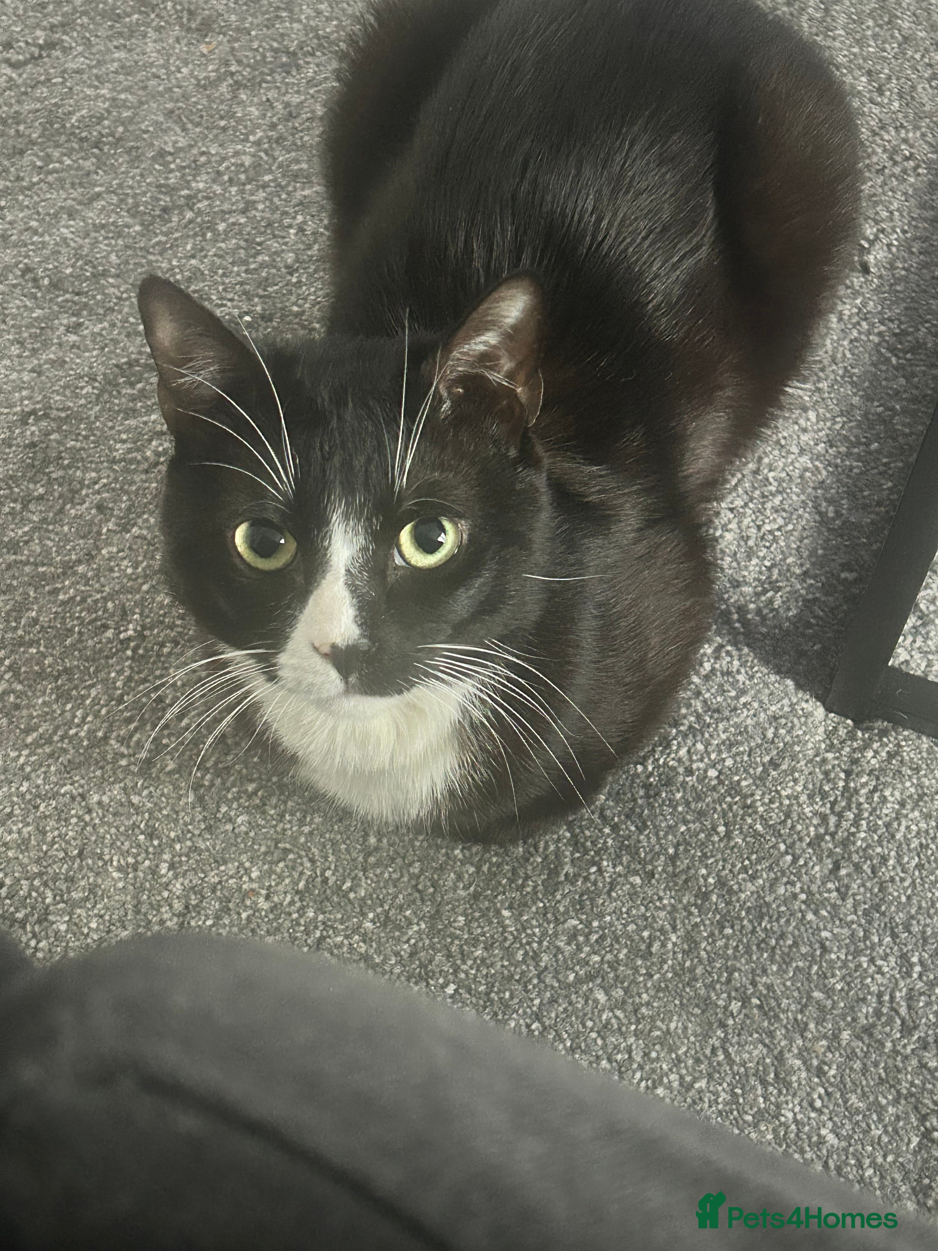 British Shorthair cats Oreo 2 year old tuxedo male cat  in Leeds - Advert 6