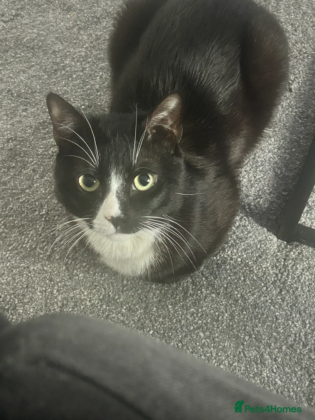 British Shorthair cats for sale: Oreo 2 year old tuxedo male cat  in Leeds - Advert 1