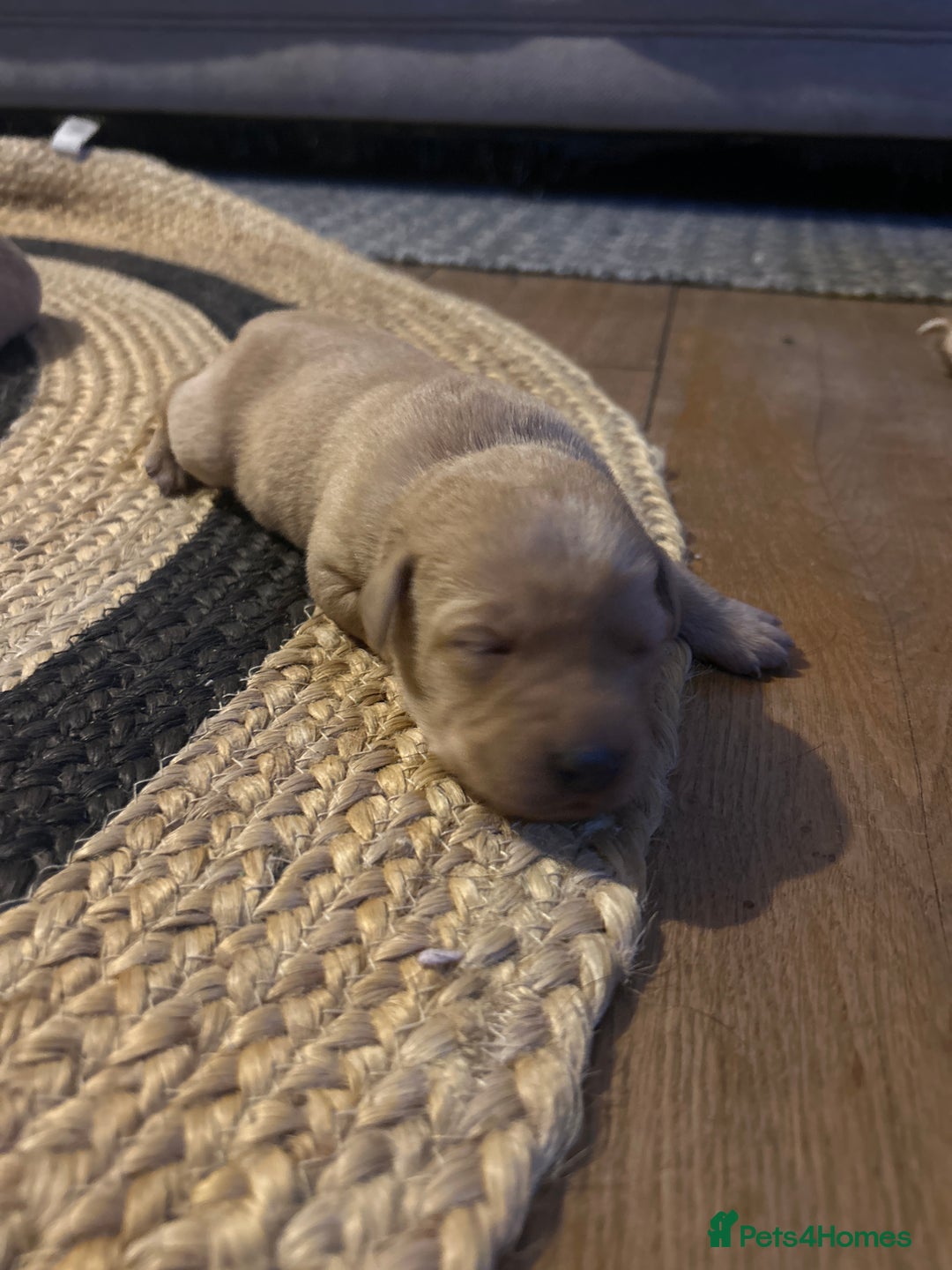 Labrador Retriever dogs for sale: Labrador Puppies - Advert 16