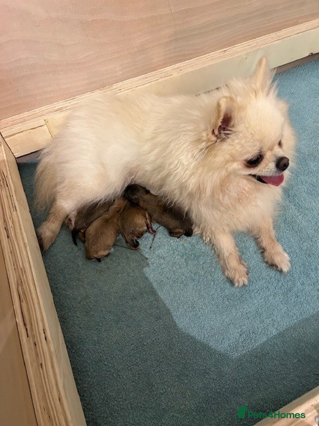 Pomeranian dogs for sale: Tiny Pomeranian Puppies - Advert 6