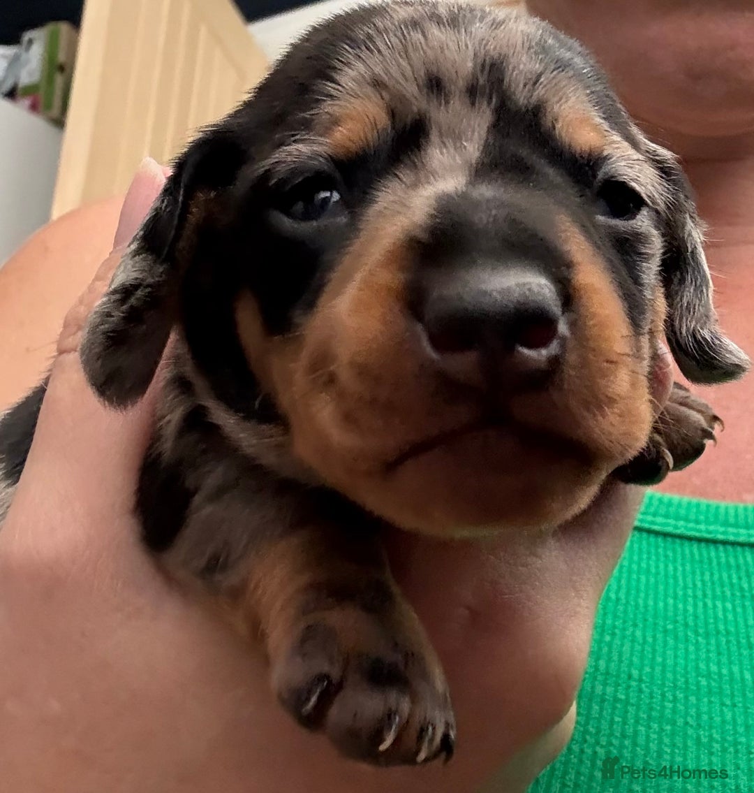 Miniature Dachshund dogs for sale: Venus is a mama to 5! - Image 20