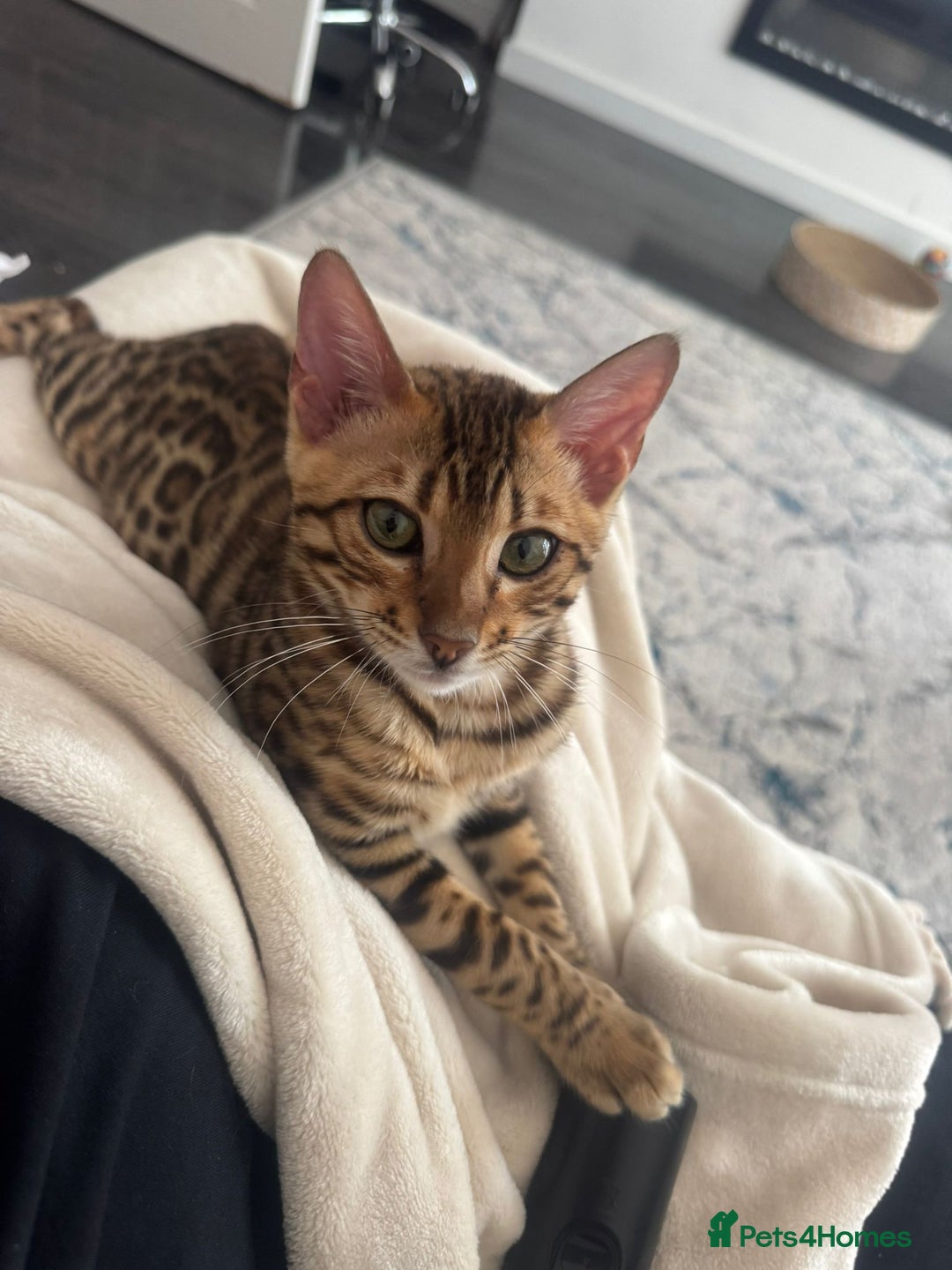 Bengal cats for sale: Bengal Cat – 6 Months Old (Neutered) - Image 4