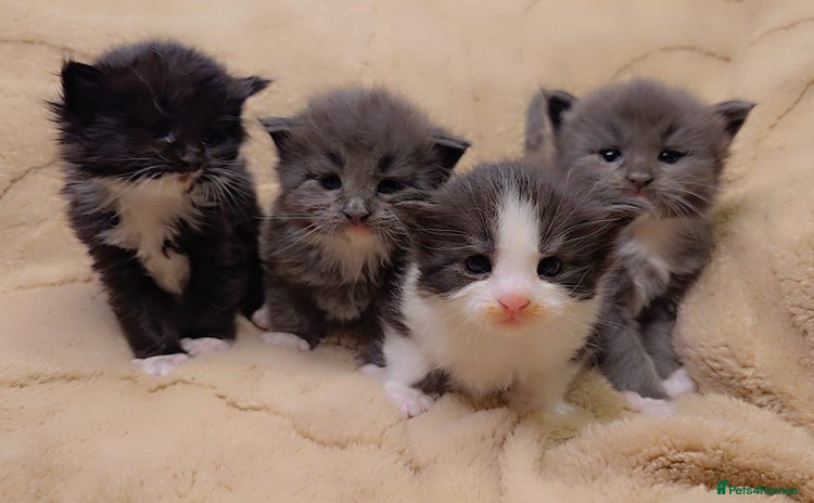 Maine Coon cats Stunning cubs  - Advert 3