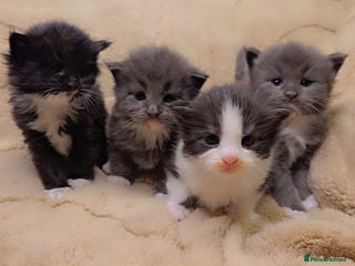Maine Coon cats Stunning cubs - Advert 18
