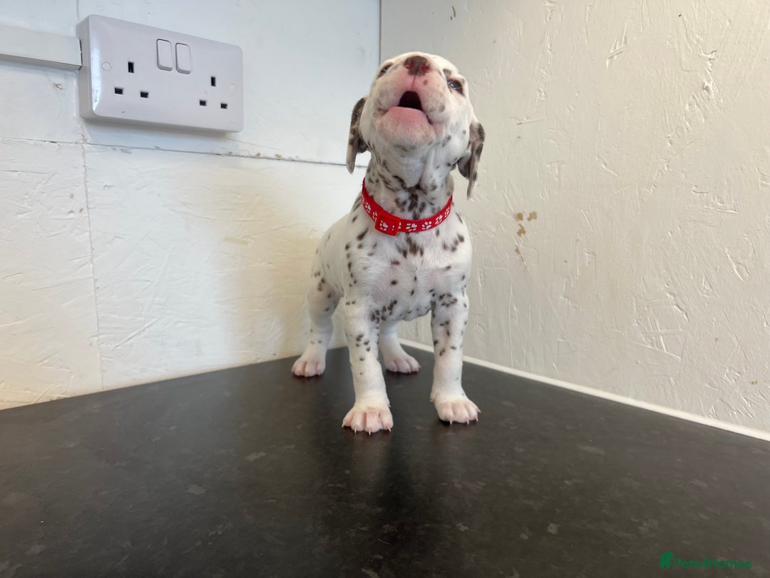 Dalmatian dogs for sale: 🐶 Stunning Dalmatian Puppies Ready 28th August 🐶 - Image 12
