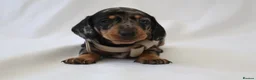 Miniature Dachshund dogs for sale: KC Miniature Dacshund Puppies For Sale - Licensed  - Advert 14