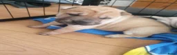 Shar Pei dogs for sale: Wrinkley cuddley shar pei pups  - Advert 16