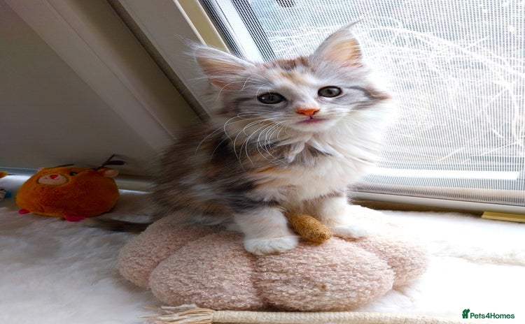 Maine Coon cats - Advert 9
