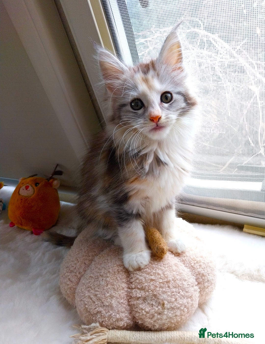 Maine Coon cats for sale: Stunning XL Maine Coon Kittens. Tica Reg. Tortie. - Image 1