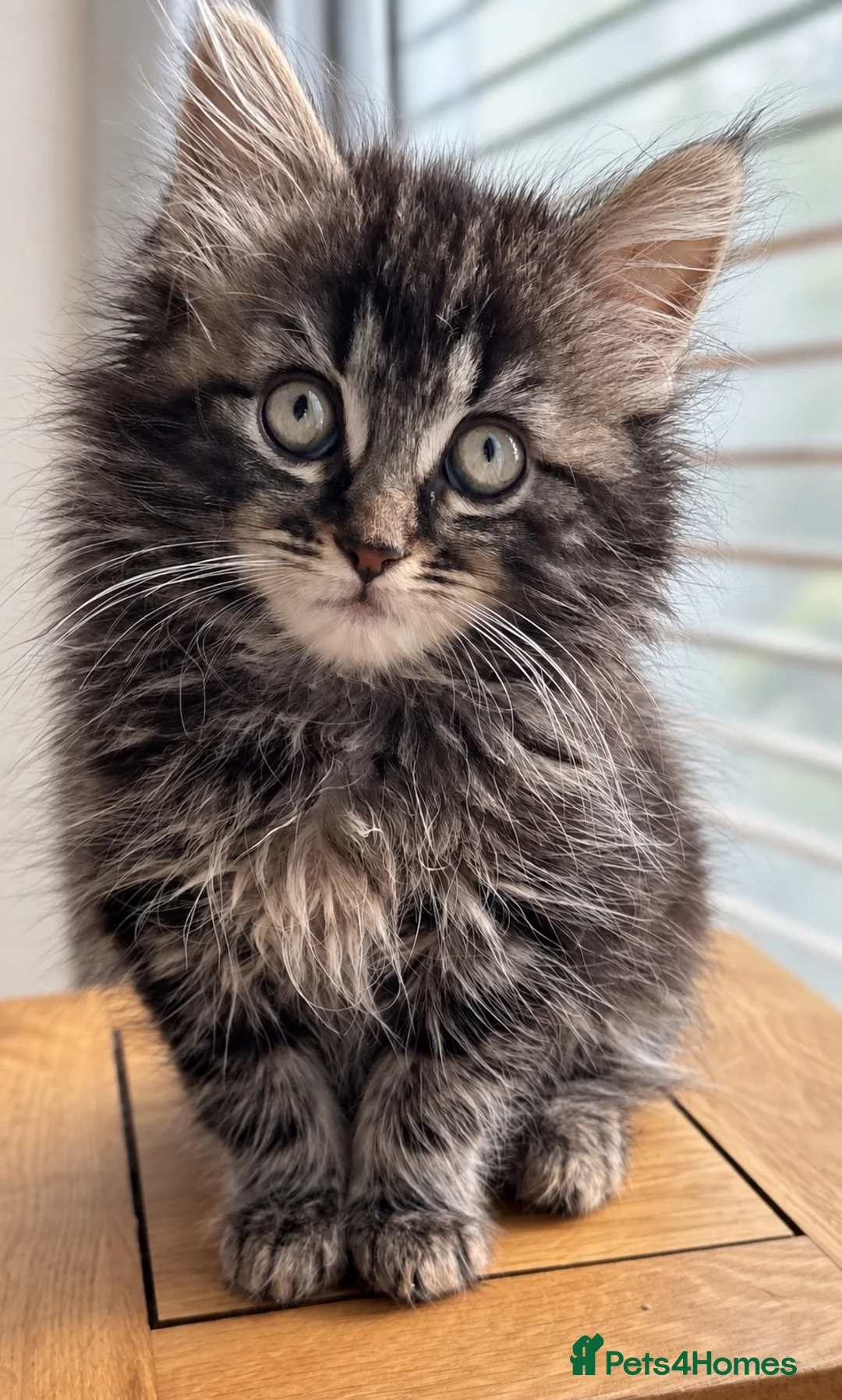 Mixed Breed cats for sale: Ragdollx Norwegian Forest Cat - Advert 1