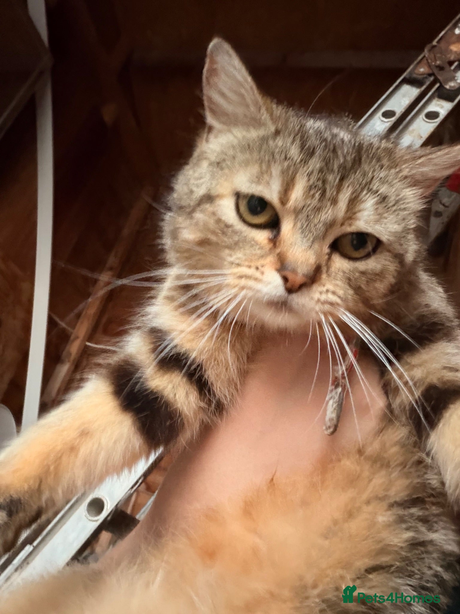 Persian cats 4 beautiful kittens ready to go now !!! - Advert 15