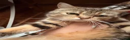 Persian cats for sale: 4 beautiful kittens ready to go now !!! - Advert 1