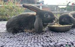 Mini Lop rabbits for sale: Female mini lops  - Image 9