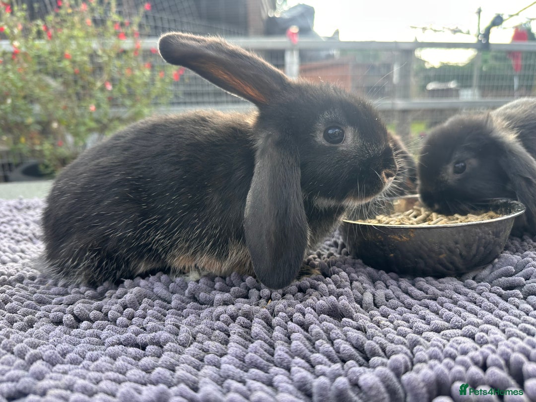 Mini Lop rabbits for sale: Female mini lops  - Image 9