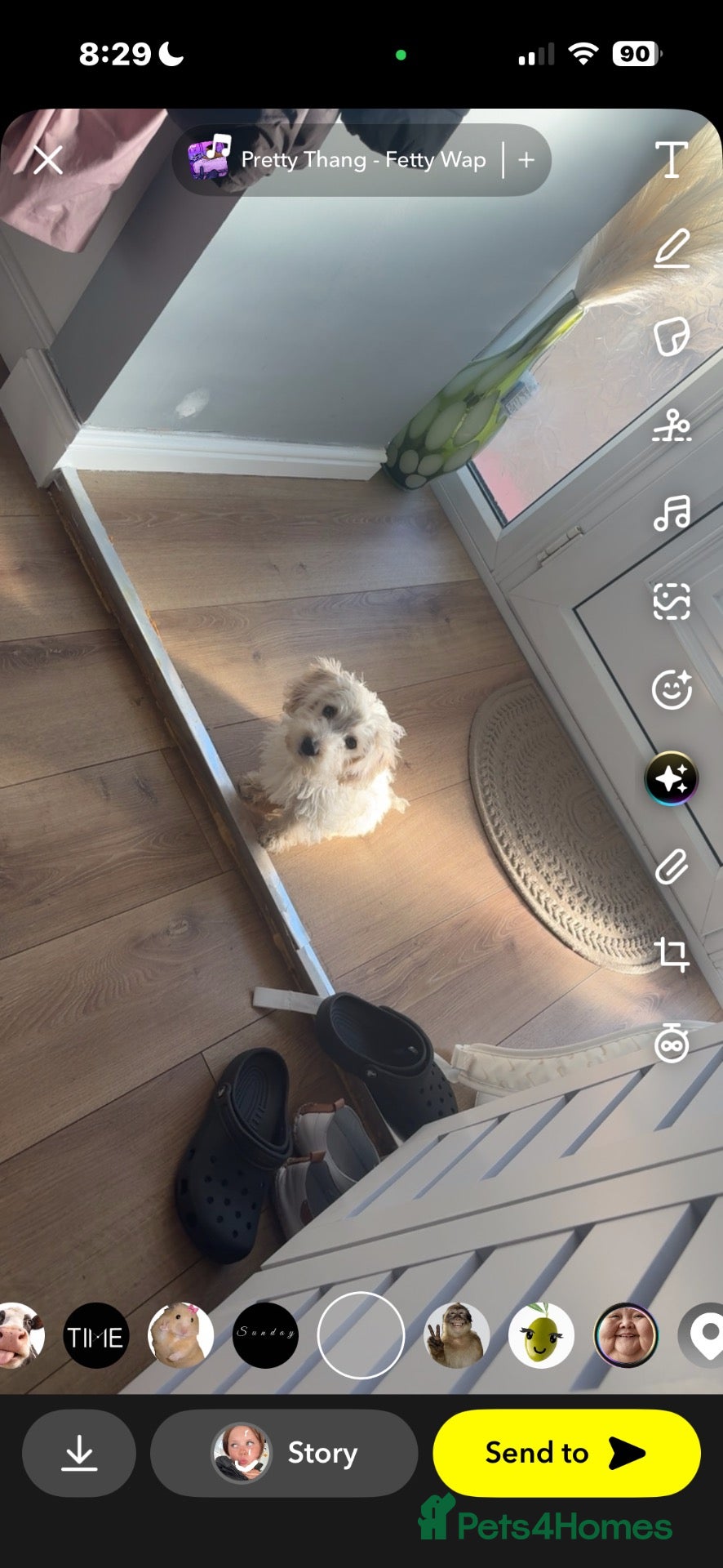 Westiepoo dogs Beautiful westiepoo boy  - Advert 1