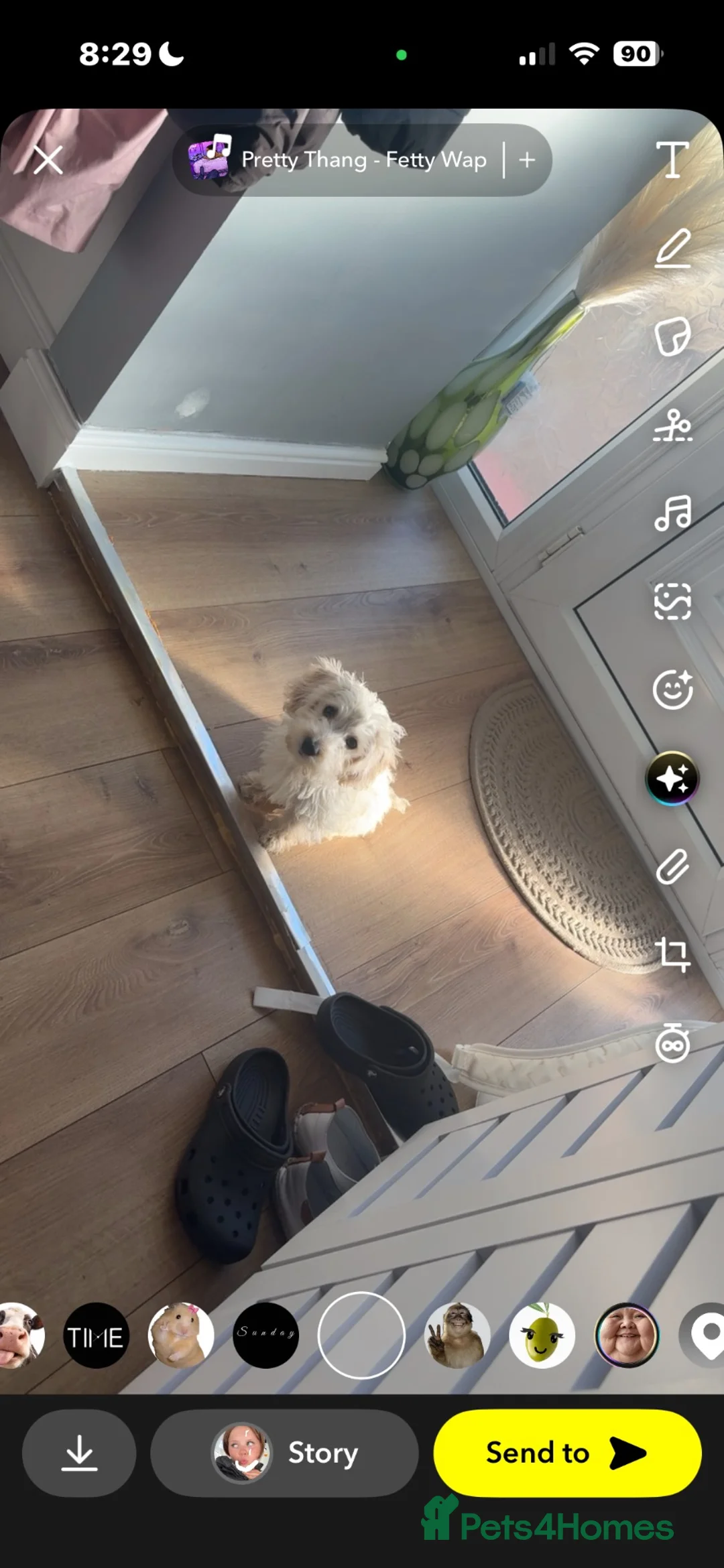 Westiepoo dogs for sale: Beautiful westiepoo boy  in Billingham - Advert 1