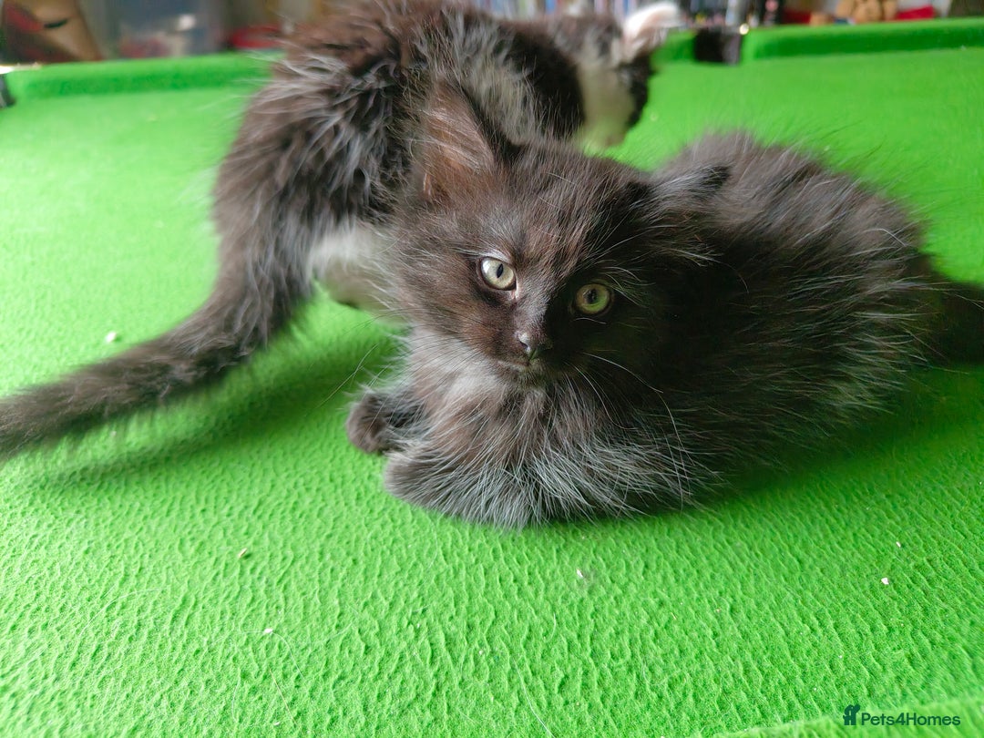 Domestic Shorthair cats for sale: 2 male kittens ready to go - Image 4