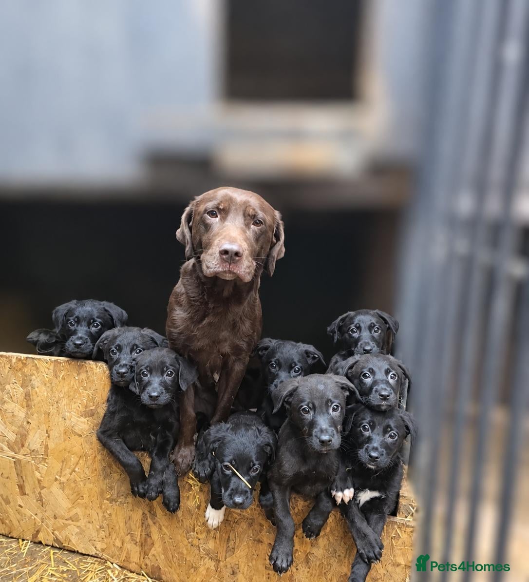 Mixed Breed dogs Labrador x lurcher - Advert 3