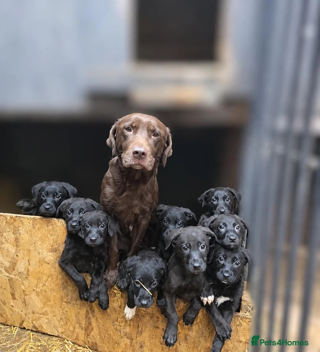 Mixed Breed dogs for sale: Labrador x lurcher - Advert 1