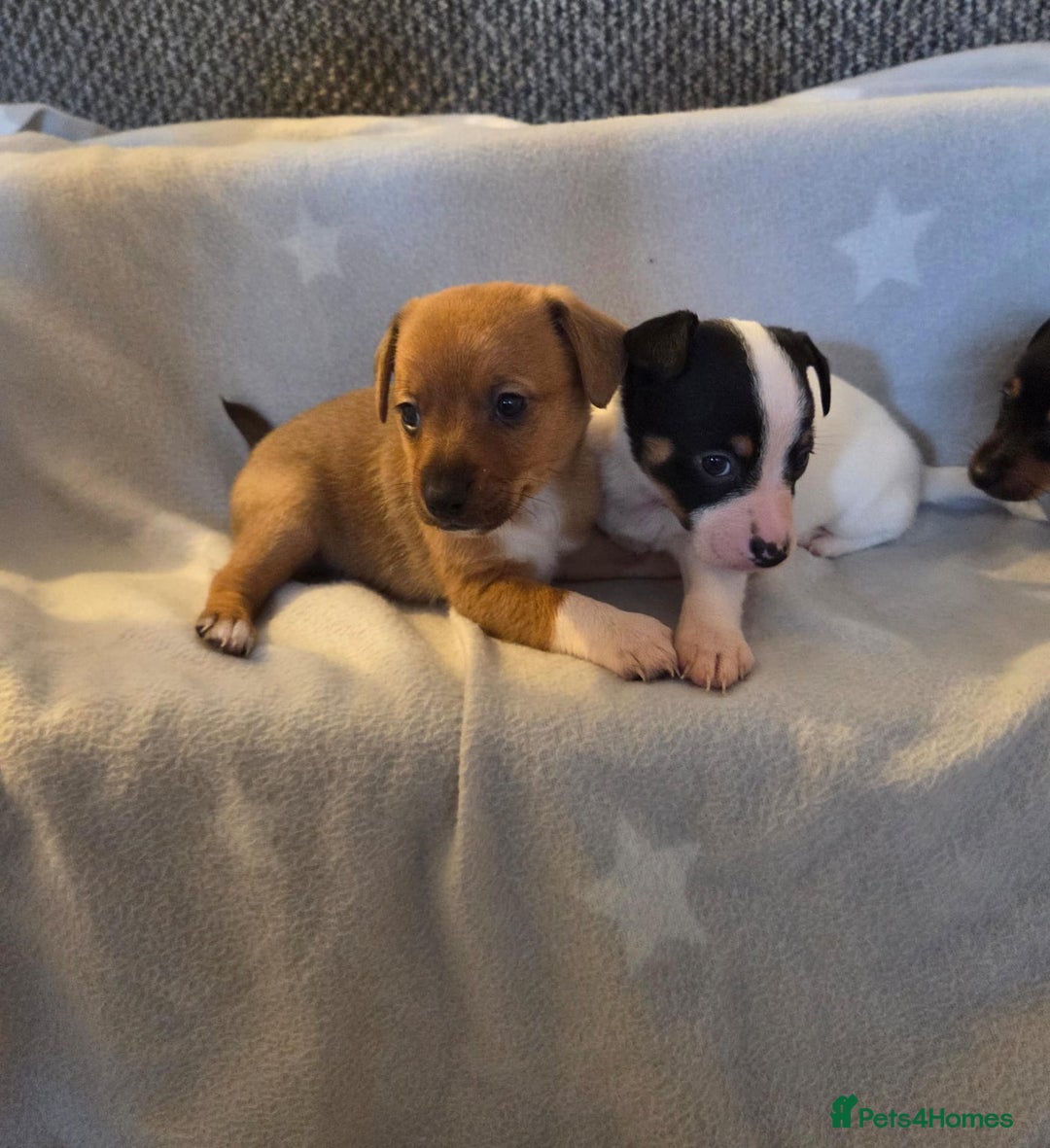 Jack Russell dogs for sale: Stunning miniature Jack Russell Puppies - Image 5