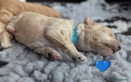 Poochon dogs for sale: 🐾 Adorable F1b Poochon Puppies - Ready November🐾 - Image 8