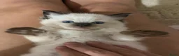 Ragdoll cats for sale: Ragdoll kittens - Advert 24