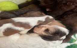Cocker Spaniel dogs for sale: KC Show Cockers - 1 Girl , 3 Boys remaining! - Image 31