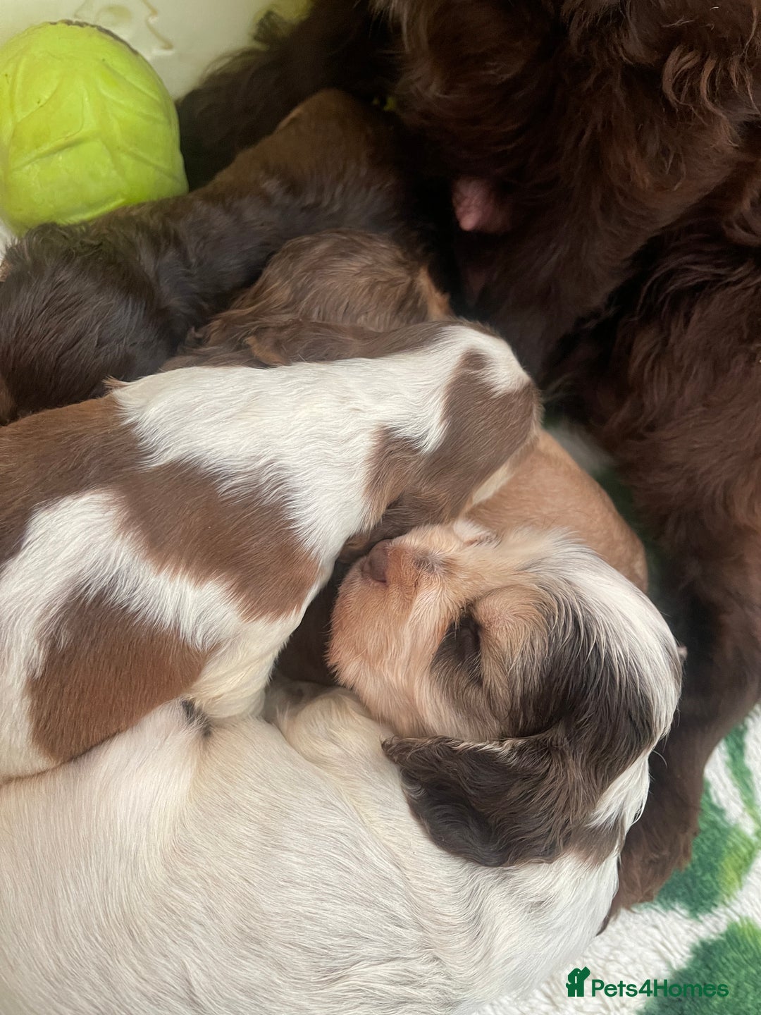Cocker Spaniel dogs for sale: KC Show Cockers - 1 Girl , 3 Boys remaining! - Image 31