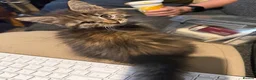 Maine Coon cats for sale: Gorgeous Maine Coon X Kittens Ready Now! 🐾 - Advert 3