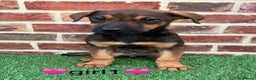Mixed Breed dogs for sale: German shepherd x doberman 2 left - Advert 3