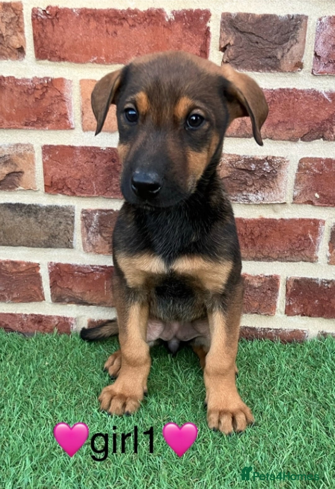 Mixed Breed dogs for sale: German shepherd x doberman 2 left - Advert 3