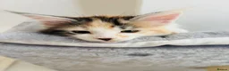 Maine Coon cats for sale: READY TO GO! Maine coon kittens  - Advert 12