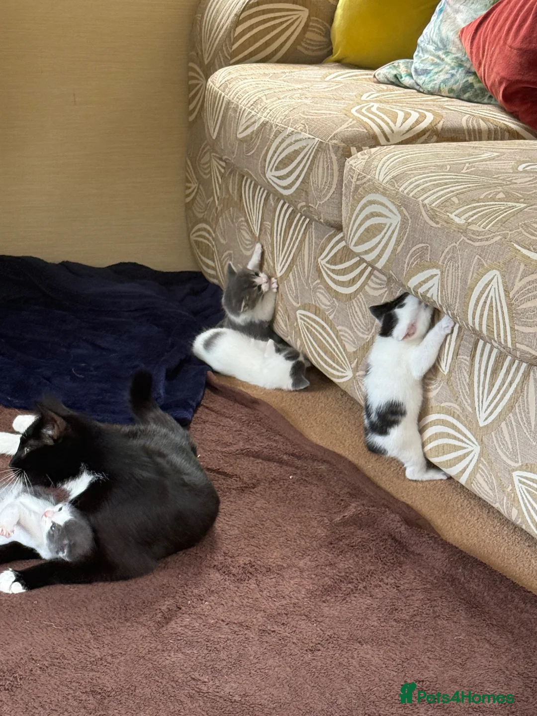 British Shorthair cats for sale: Kittens for sale  in Woodbridge - Advert 3