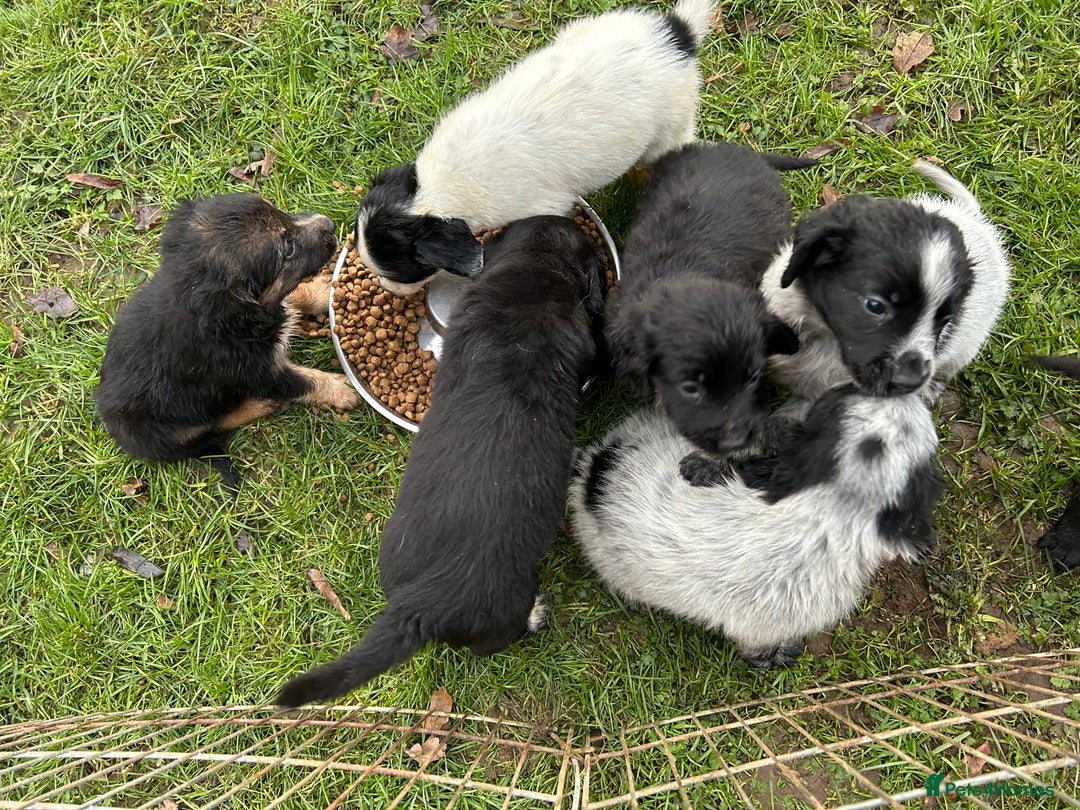 Mixed Breed dogs for sale: GORGEOUS COCKER SPANIEL/BORDER COLLIE PUPS - Advert 6