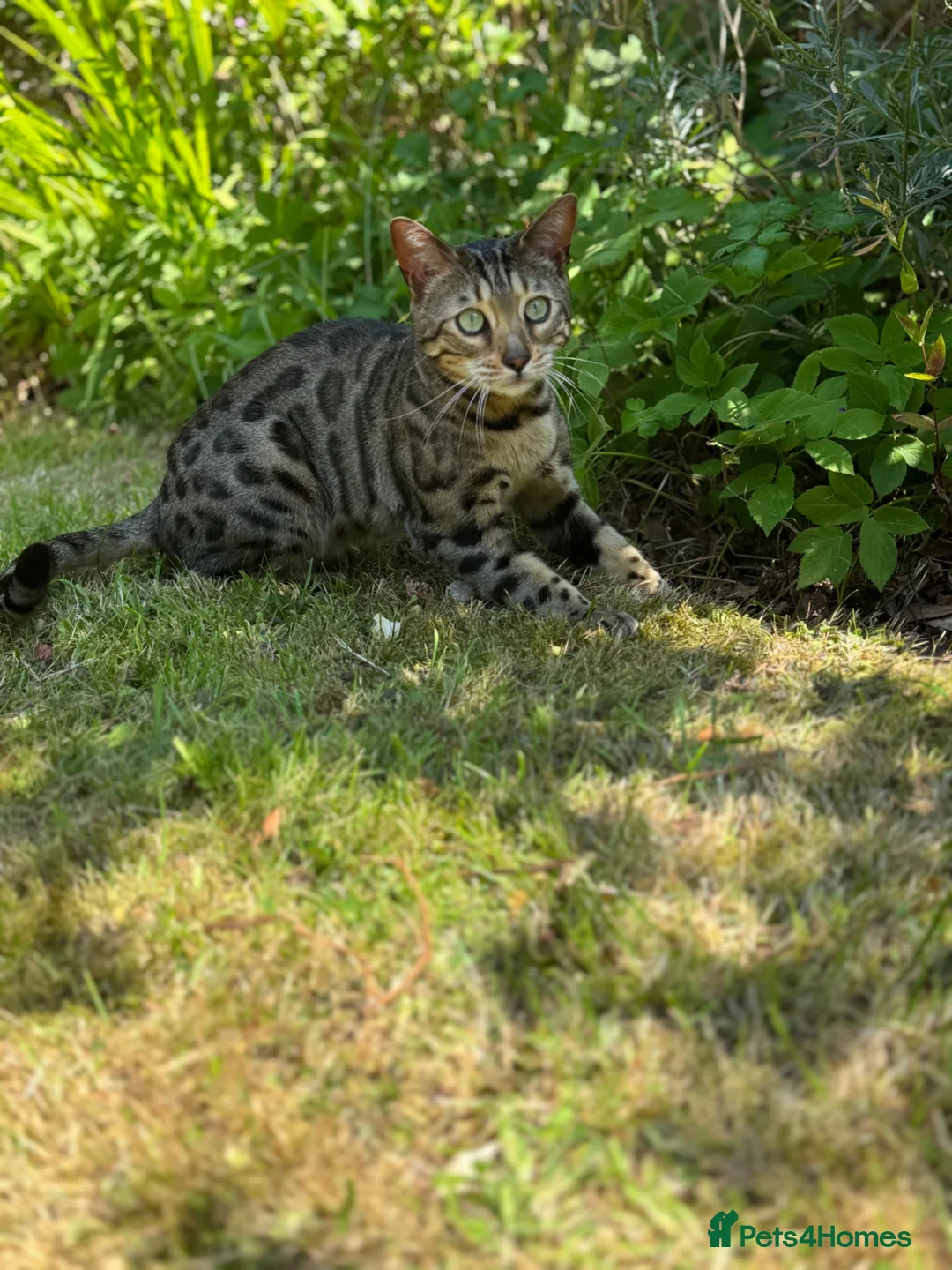 Bengal cats for sale: 5 Year old bengal needs rehoming  - Advert 2