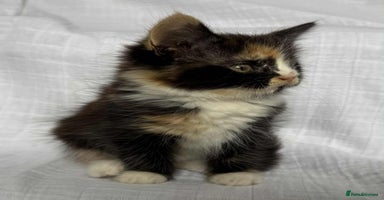 Mixed Breed cats - Advert 7