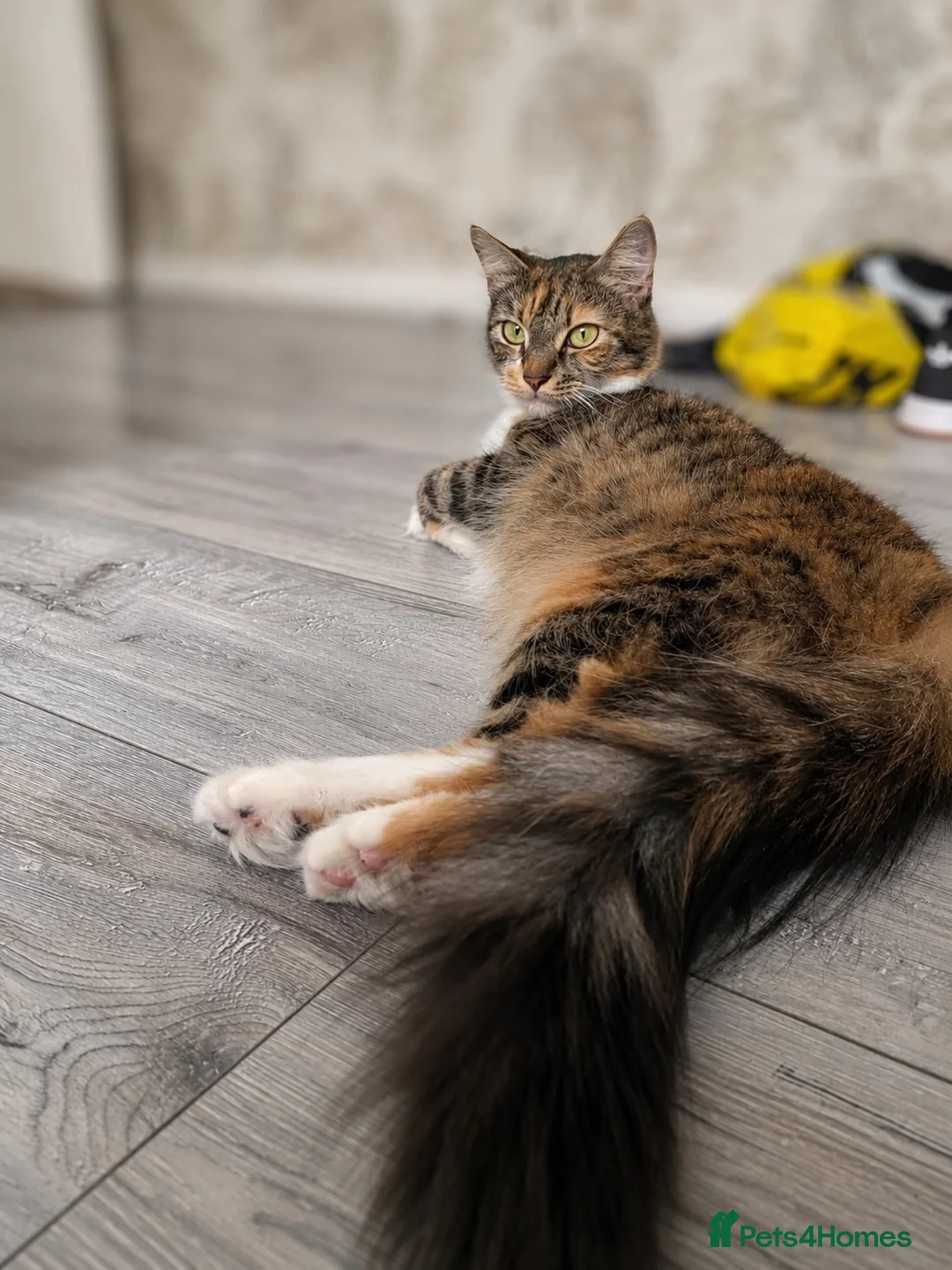 Mixed Breed cats for sale: Two gorgeous kittens left! - Advert 3