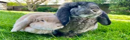French Lop rabbits for sale: French Lop Pair - Advert 2