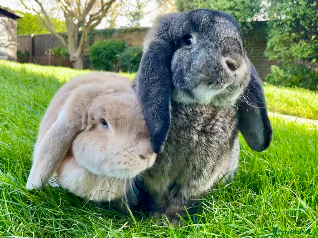 French Lop rabbits for sale: French Lop Pair - Advert 2