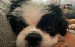 Pekingese dogs for sale: Fred  - Advert 1