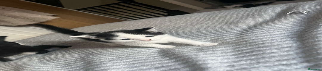 Domestic Shorthair Kitten 1