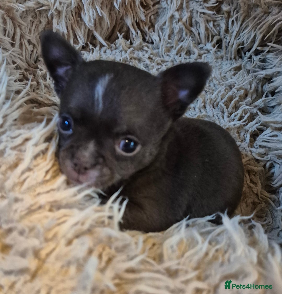 Chihuahua dogs for sale: KC chihuahua puppies  - Advert 15