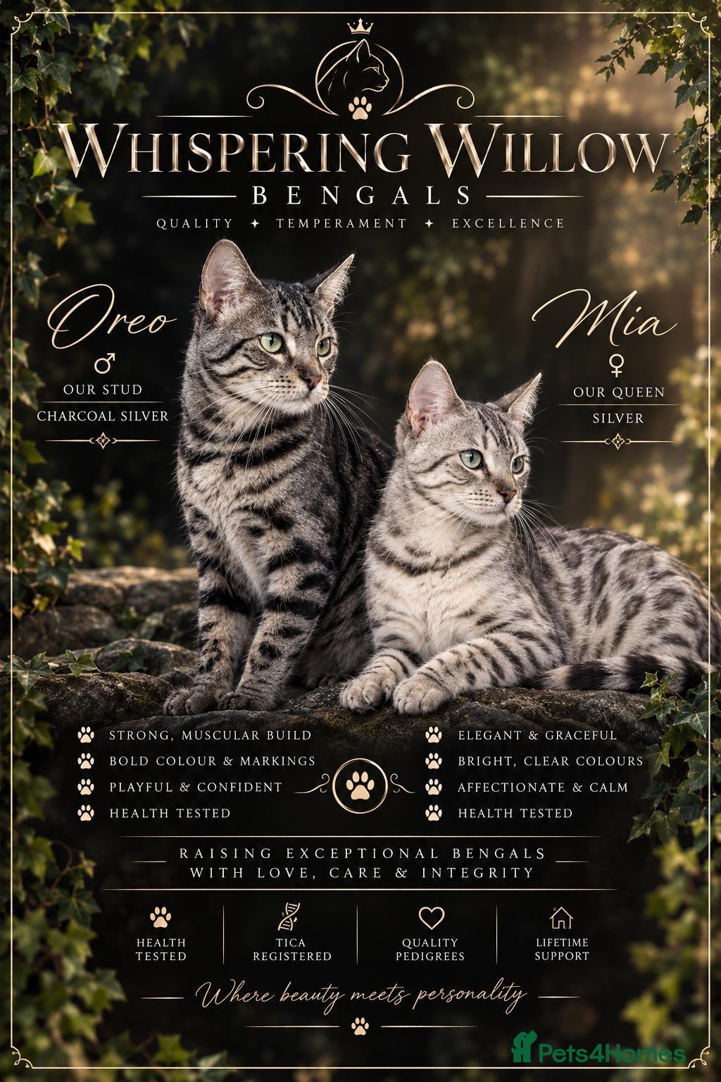 Bengal cats Gorgeous Pedigree Bengal Kittens Waitlist - Advert 1