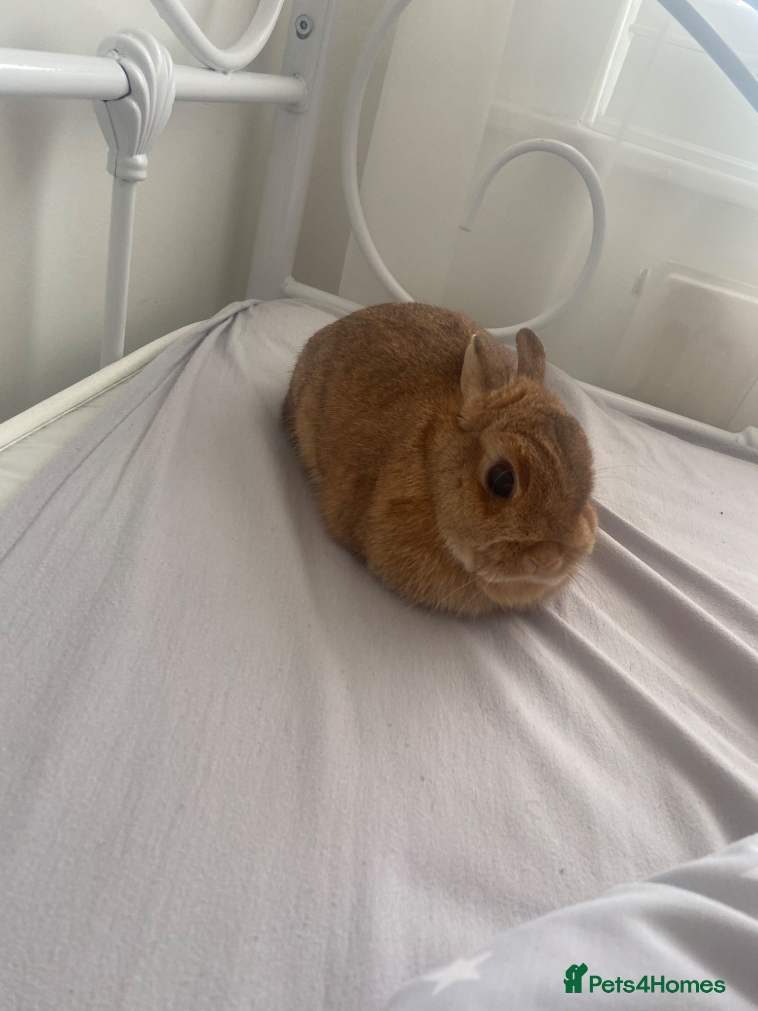 Netherland Dwarf rabbits Brown Netherland Dwarf Female - Advert 10