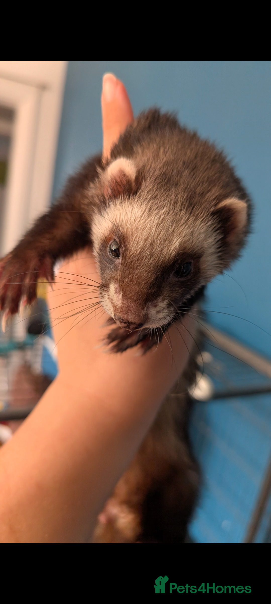 Ferret rodents for sale: Ferret Jill For Re-Home  - Advert 5