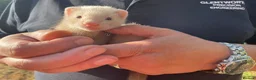 Ferret rodents for sale: Ferret kits for sale - Advert 12