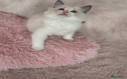 Ragdoll cats for sale: Extremely cuddly Ragdoll kittens! - Image 8