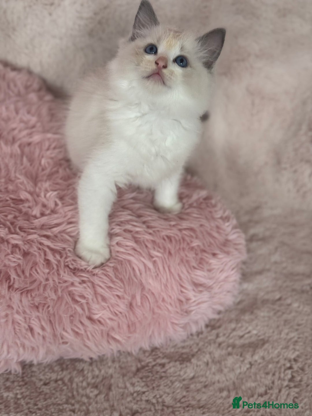 Ragdoll cats for sale: Extremely cuddly Ragdoll kittens! - Image 8