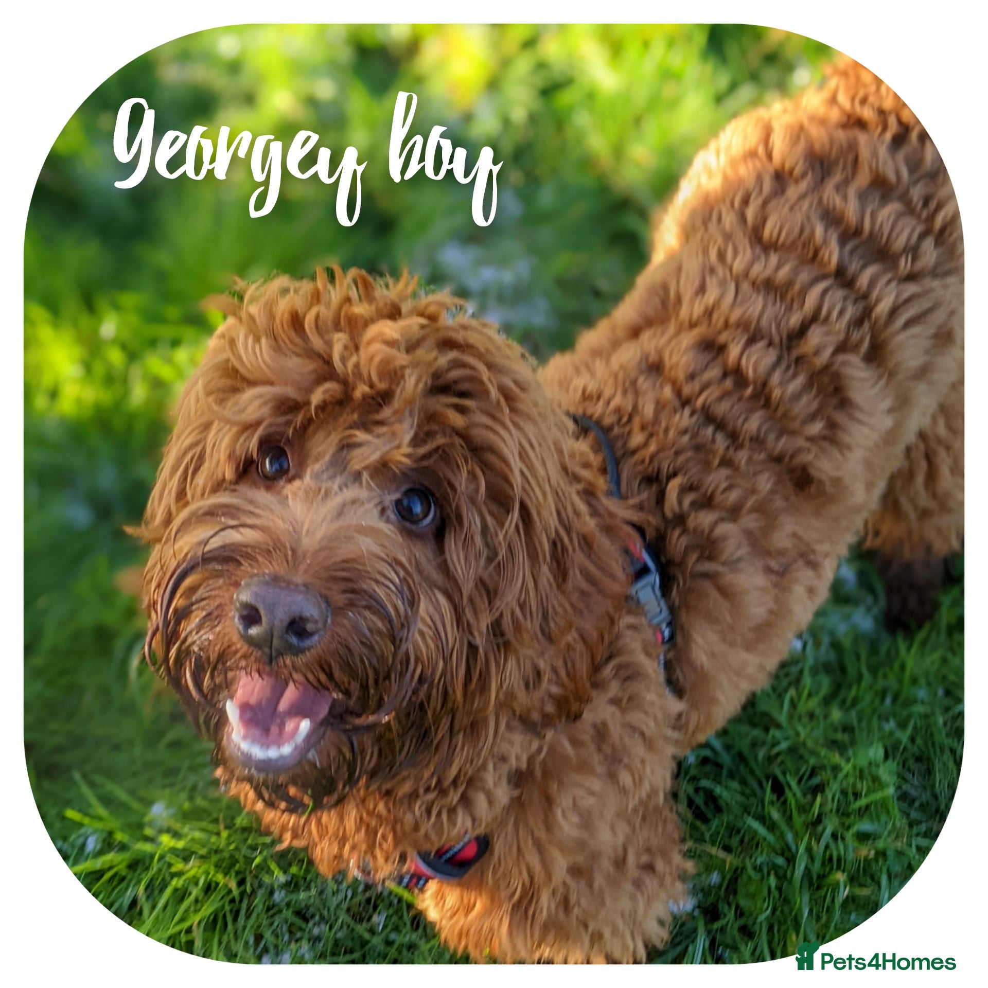 Cockapoo dogs *Coming soon* Stunning Intense Red Cockapoo - Advert 2